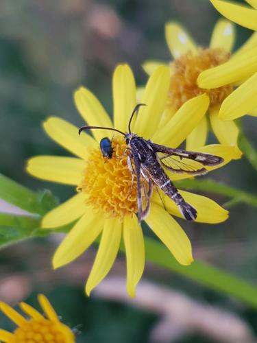 Pyropteron meriaeformis